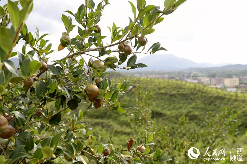 广西的油茶种植基地。郑文虹 摄