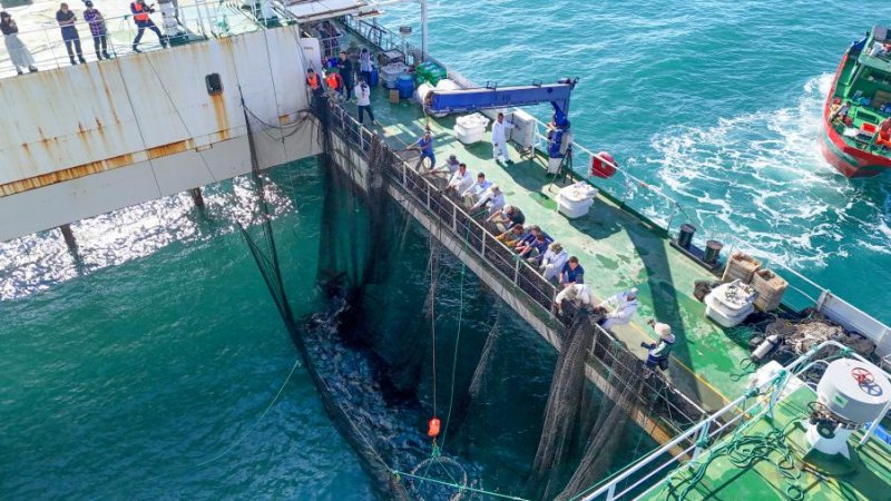 龙栖湾智慧海洋牧场起鱼现场。人民网记者 牛良玉摄