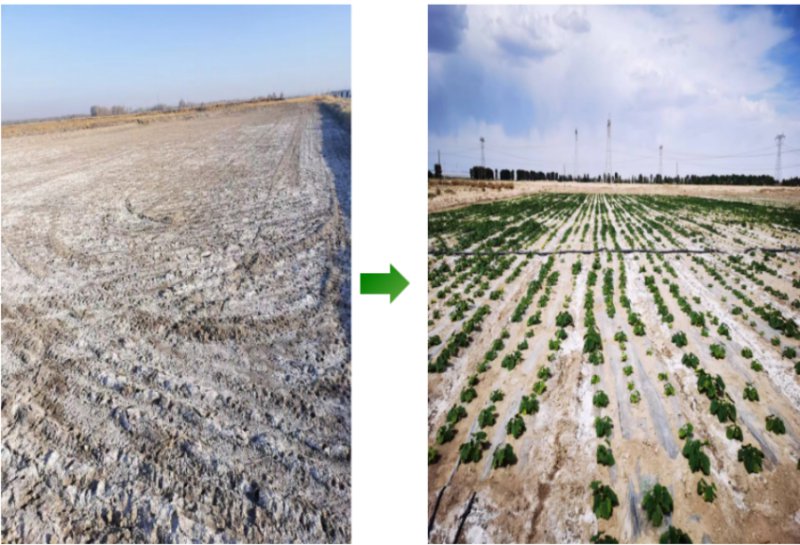 盐碱地成良田。黄花农场供图